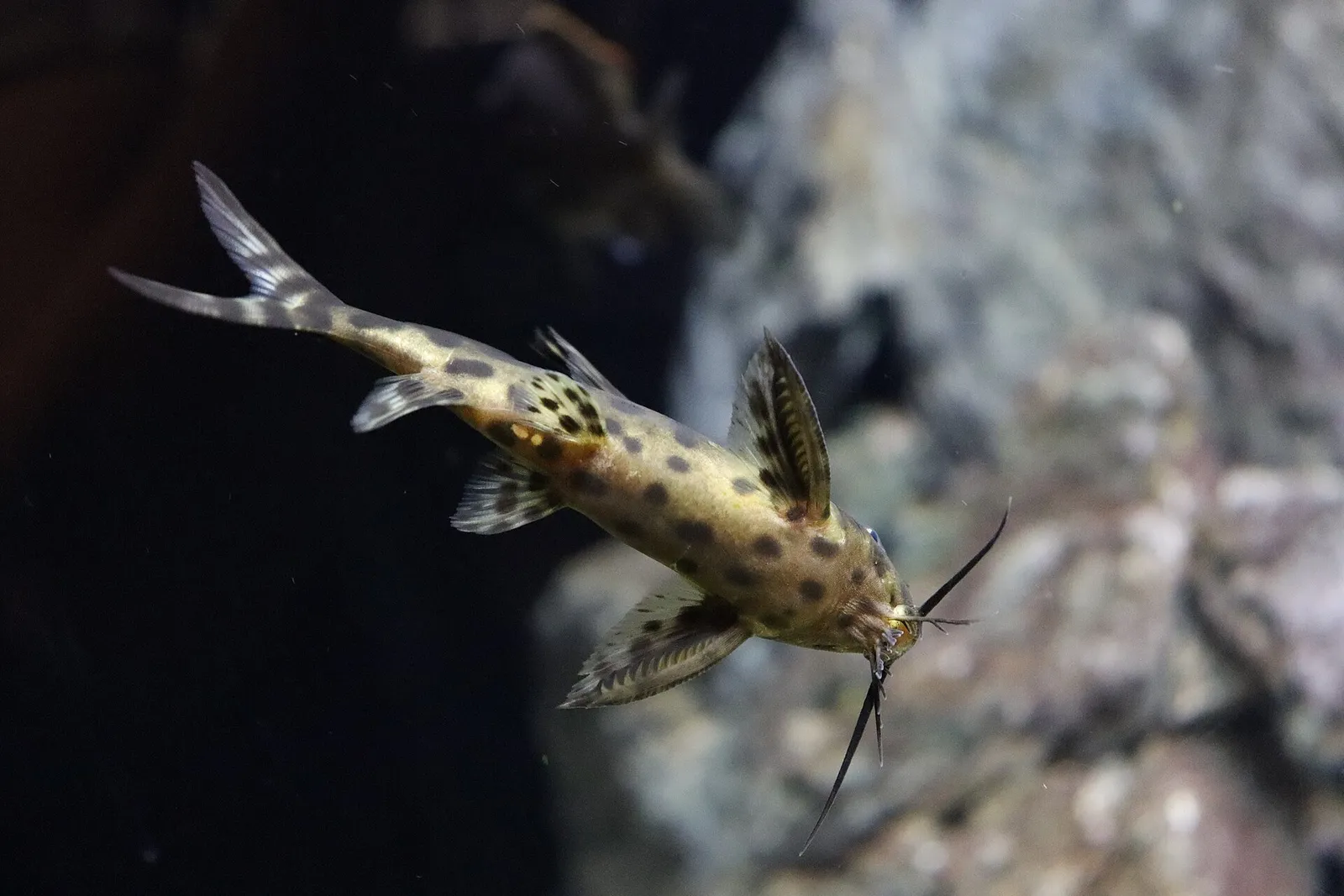 Cuckoo catfish (Synodontis multipunctatus)