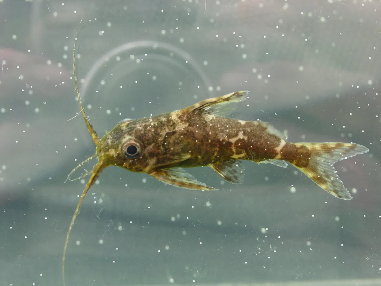 Upside-down catfish (Synodontis nigriventris)