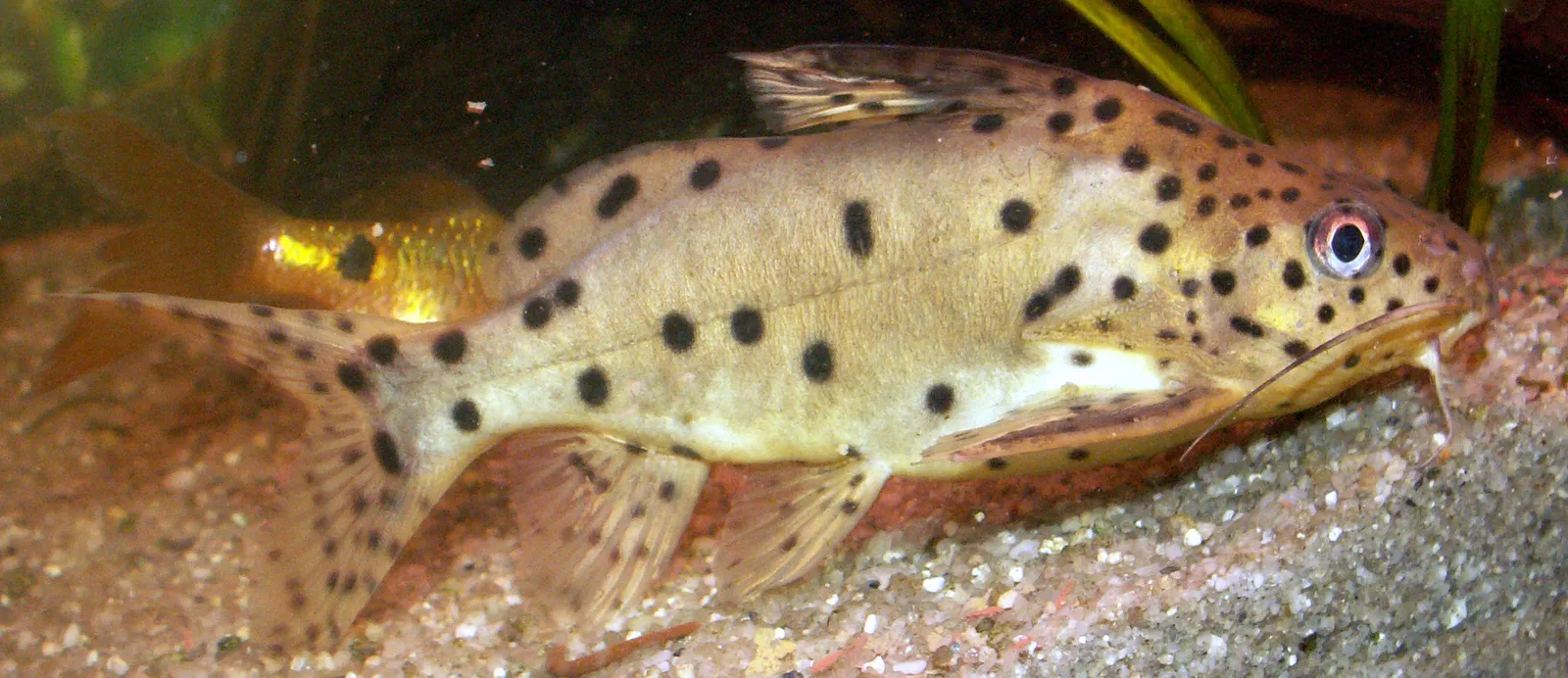 Malawi squeaker (Synodontis njassae)
