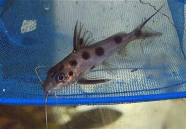One-spot squeaker (Synodontis notatus)
