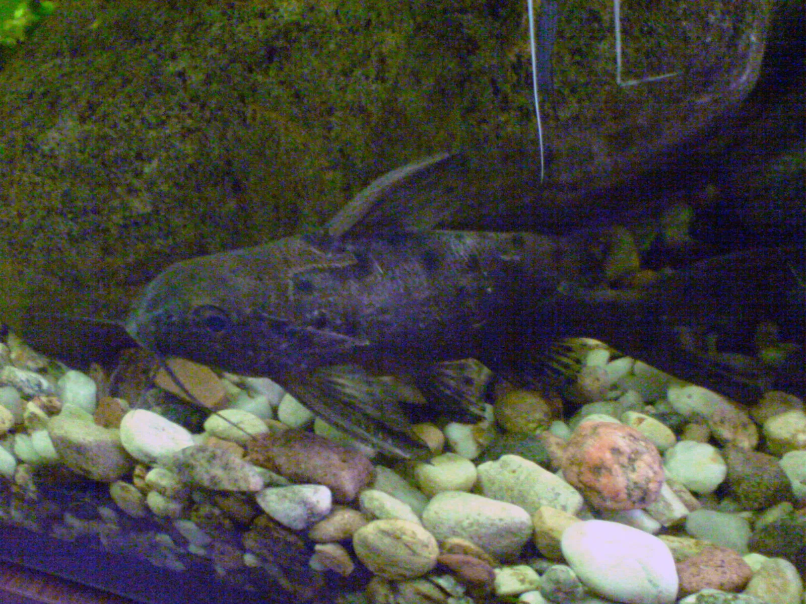 Ocellated squeaker (Synodontis ocellifer)