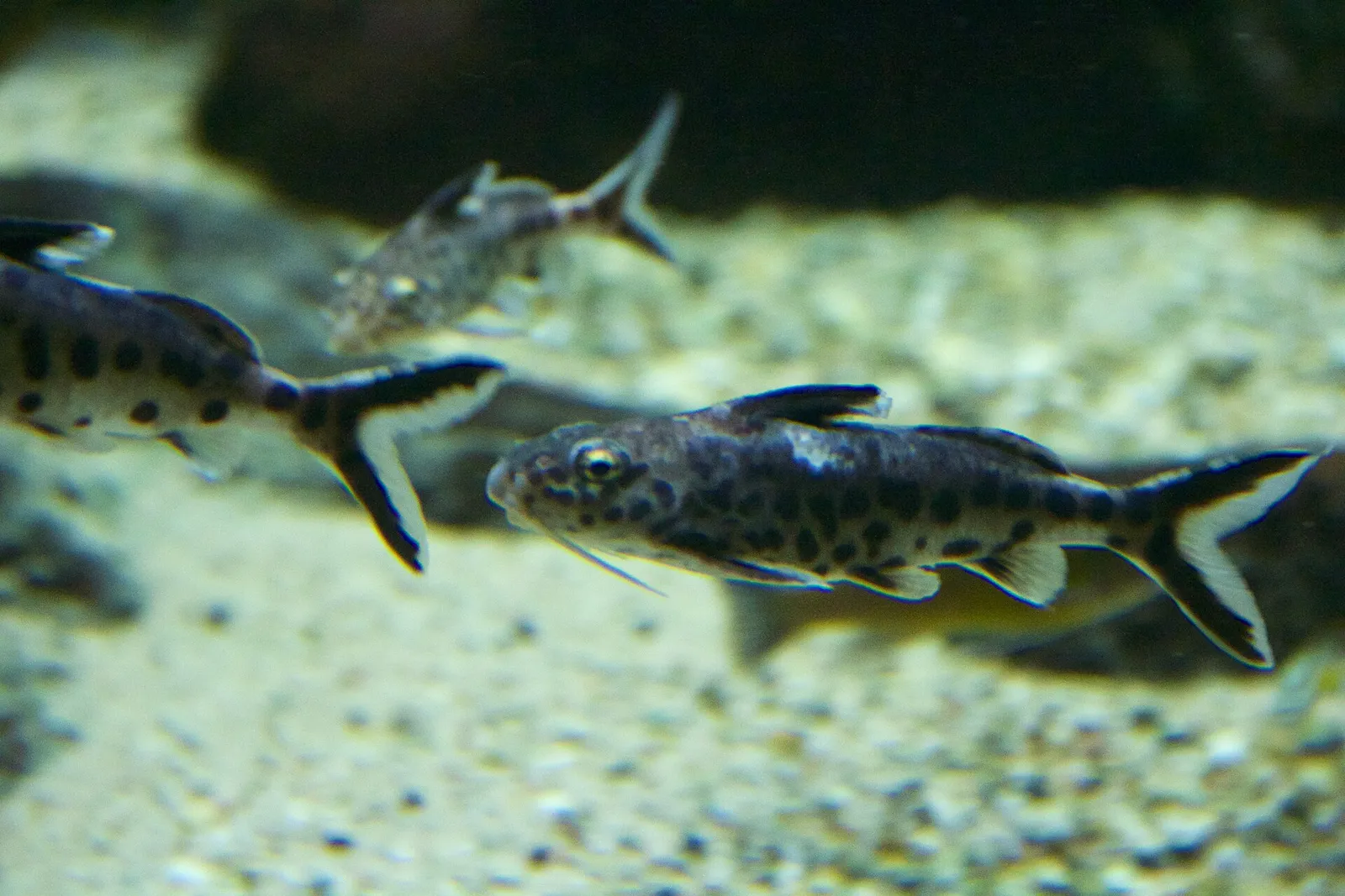Dwarf Lake Synodontis (Synodontis petricola)