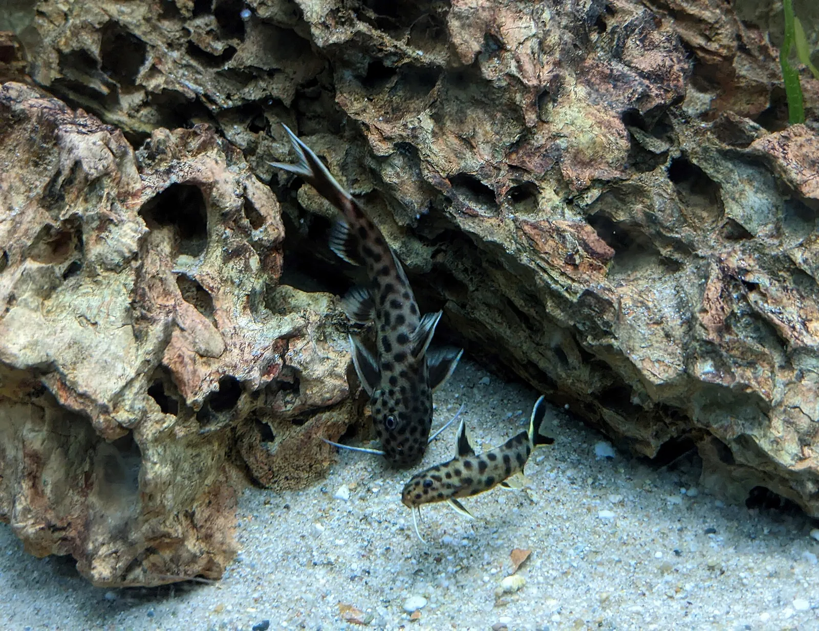 Dwarf Lake Synodontis (Synodontis petricola)