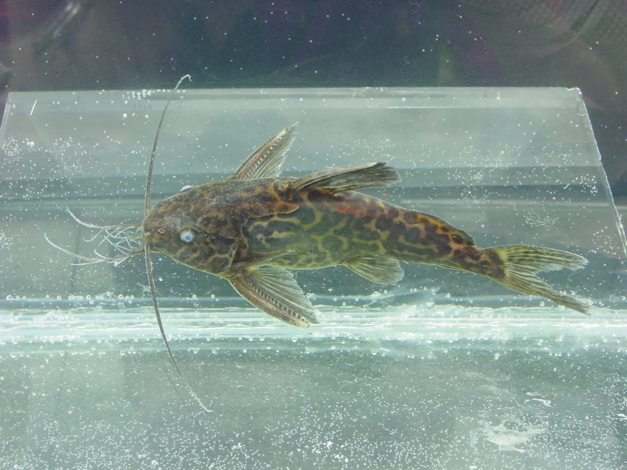 Yellow marbled synodontis (Synodontis schoutedeni)