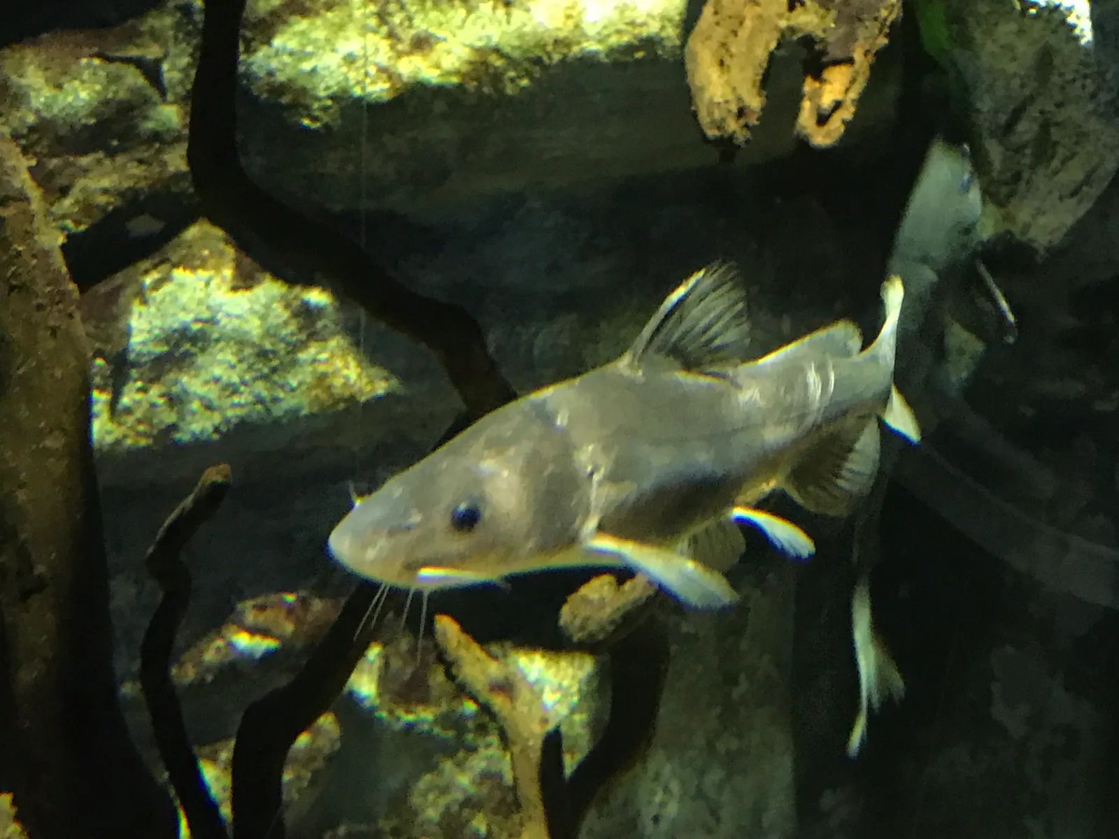 Tachysurus dumerili