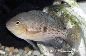 Tomocichla sieboldi Male