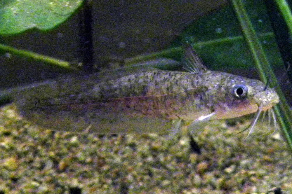 Freshwater catfish (Tandanus tandanus)