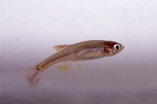 White Cloud Mountain minnow (Tanichthys albonubes)