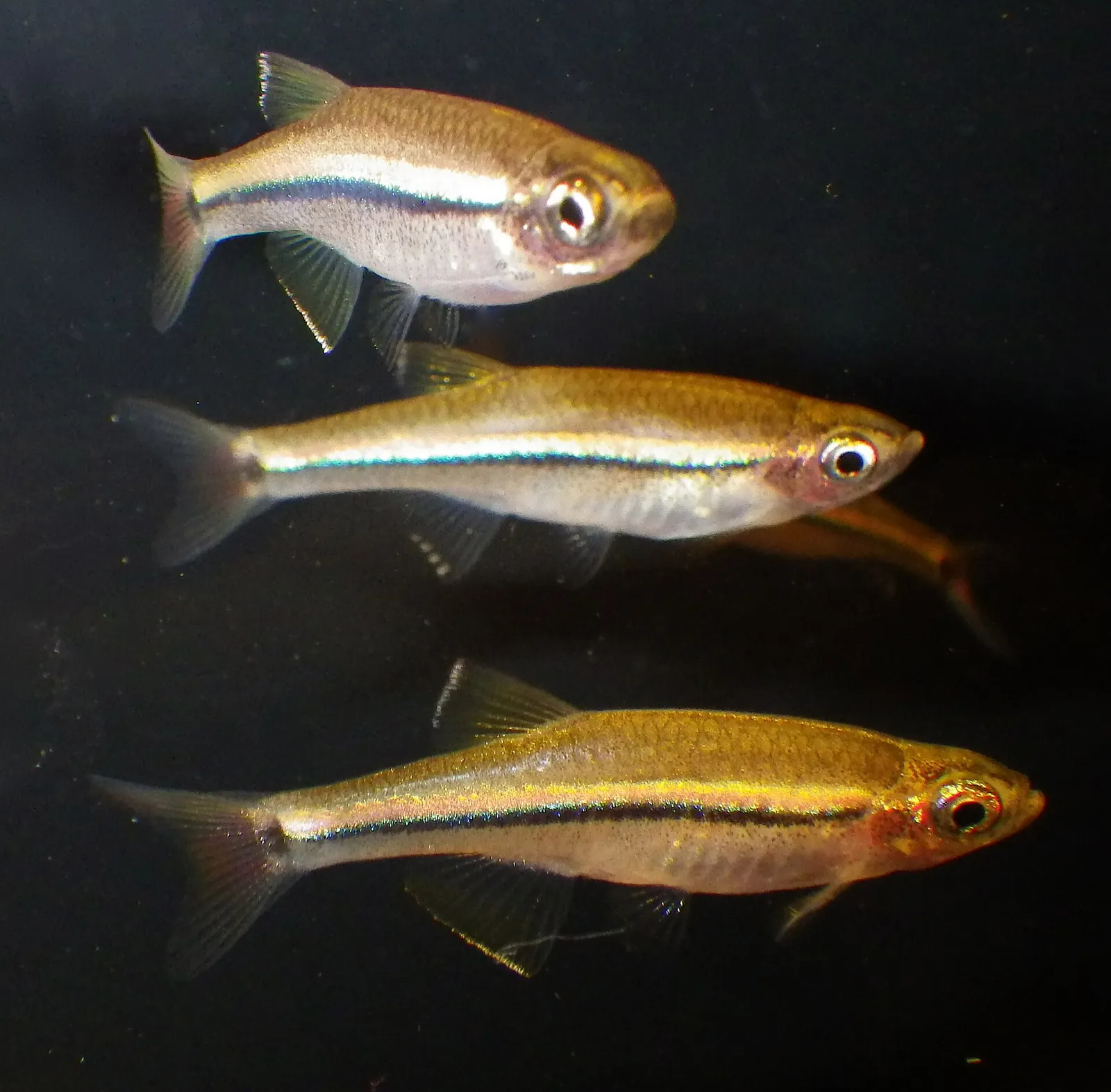 Tanichthys kuehnei