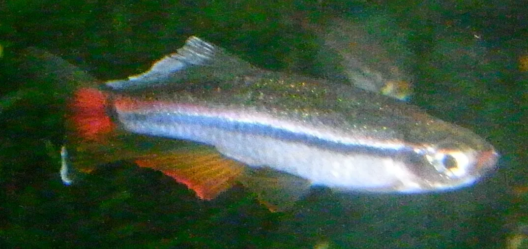 Vietnamese white cloud minnow (Tanichthys micagemmae)
