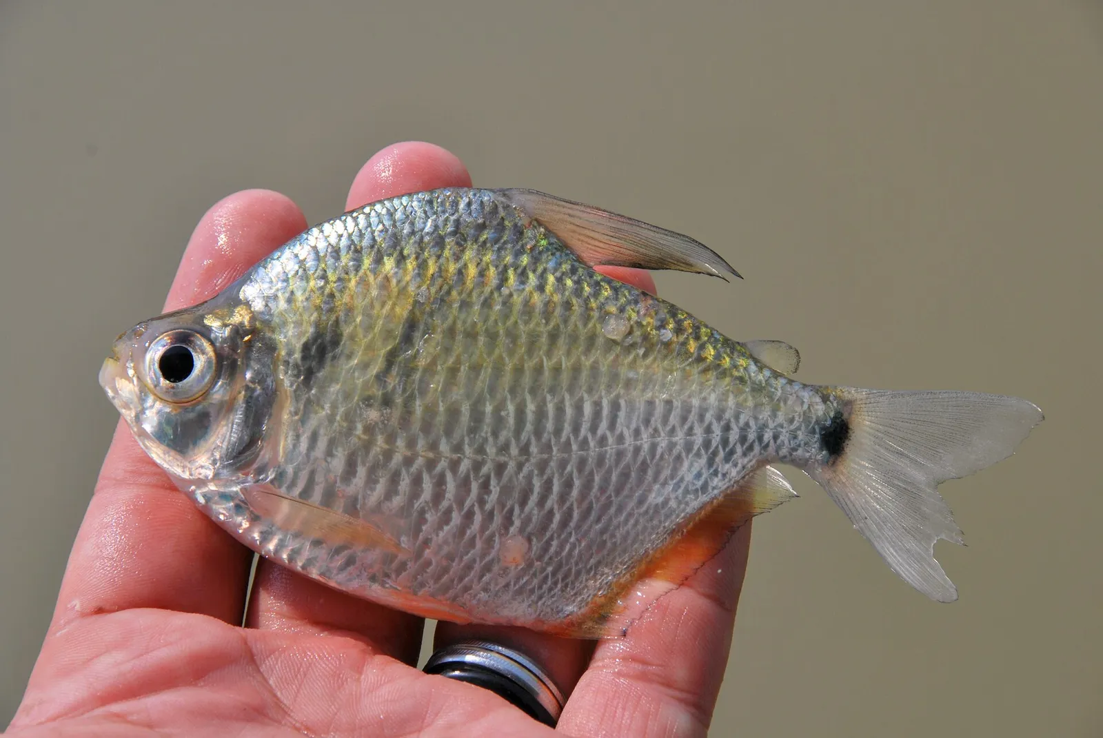 Silver Tetra (Tetragonopterus argenteus)
