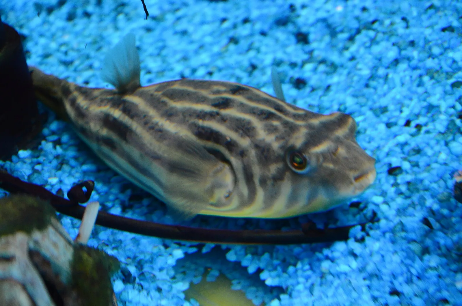 Fahaka puffer (Tetraodon lineatus)
