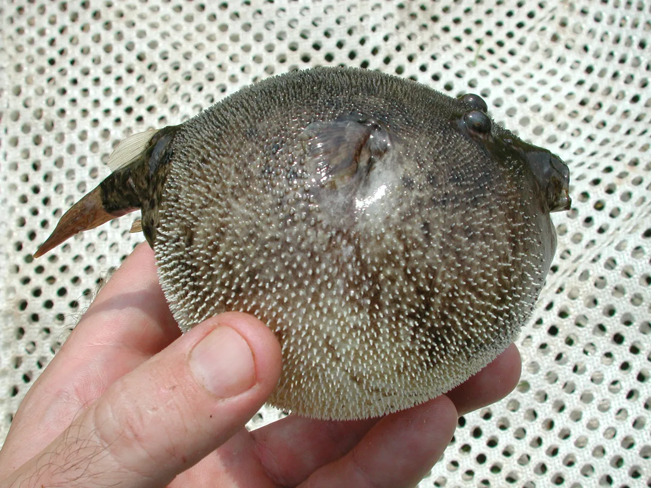 Potato puffer (Tetraodon miurus)