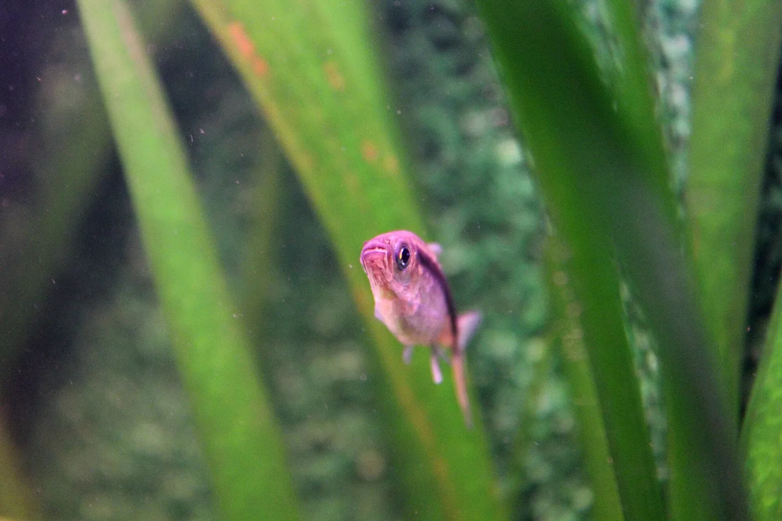 Penguin tetra (Thayeria boehlkei)