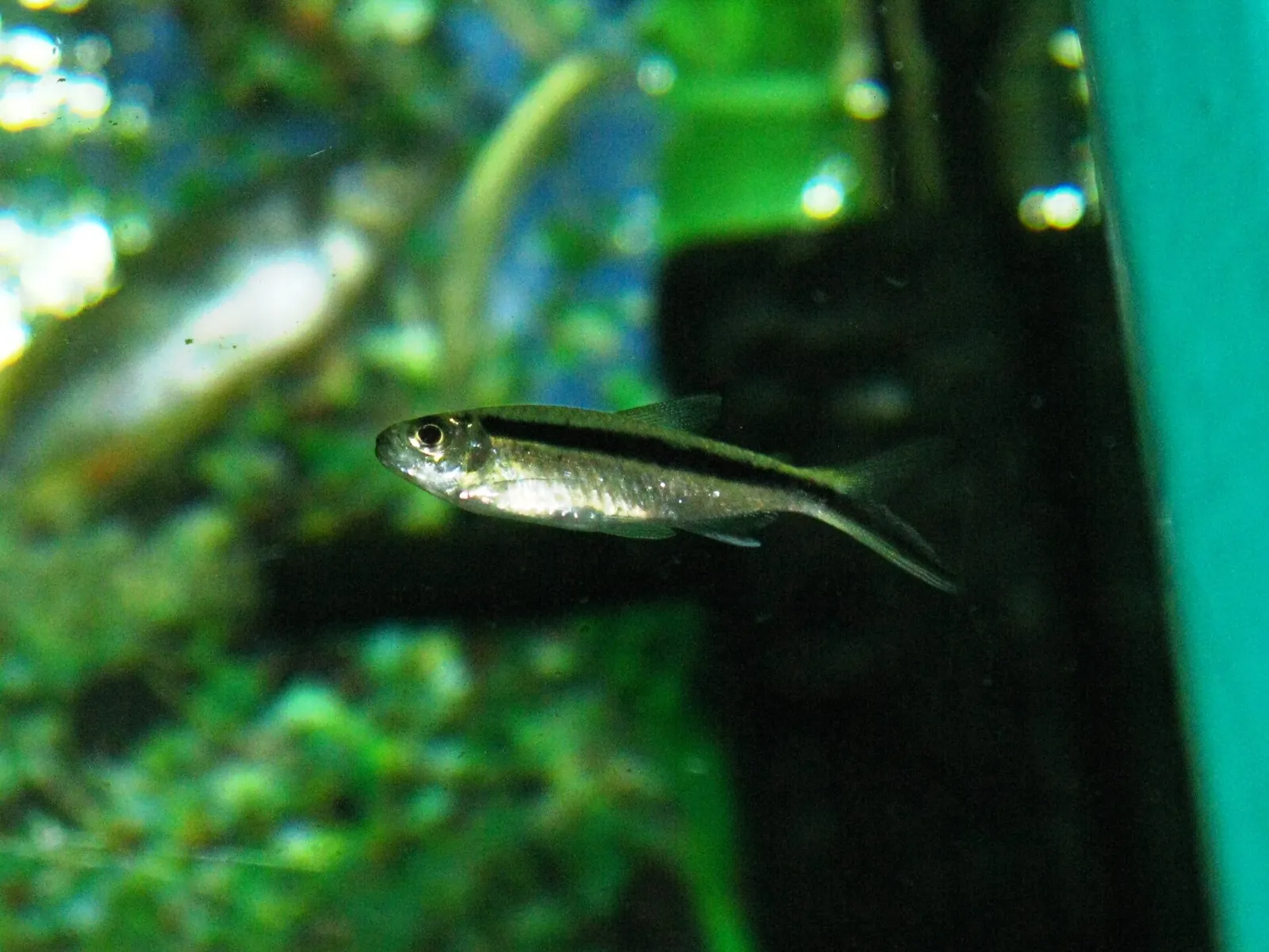 Penguin tetra (Thayeria boehlkei)