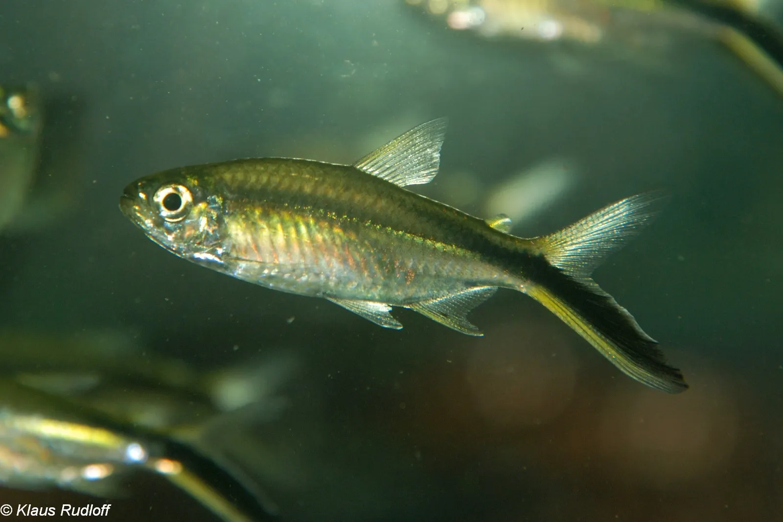 Blackline penguinfish (Thayeria obliqua)