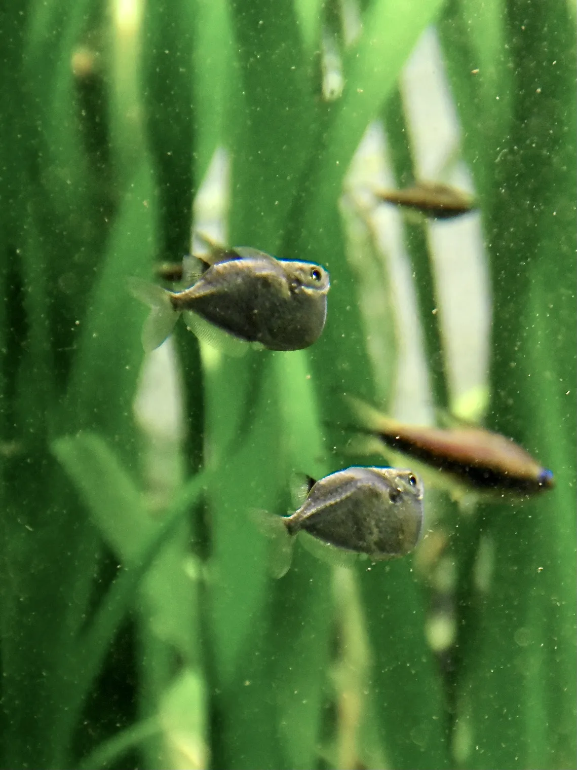 Spotfin Hatchetfish (Thoracocharax stellatus)
