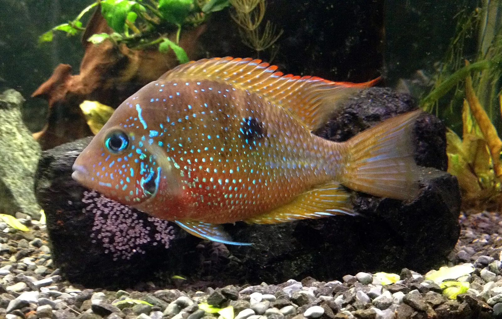 Spotcheek cichlid (Thorichthys maculipinnis)
