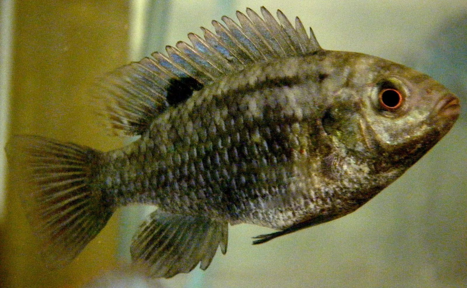 Banded tilapia (Tilapia sparrmanii)