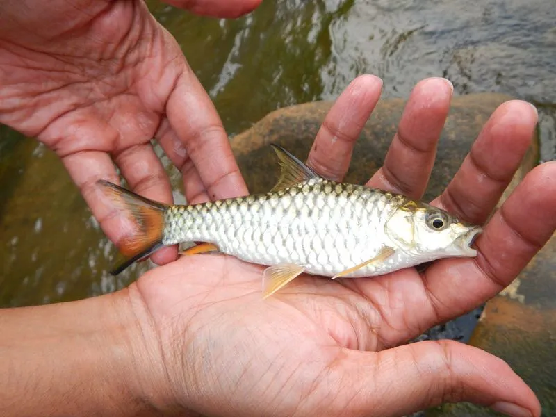 Malabar mahseer (Tor malabaricus)