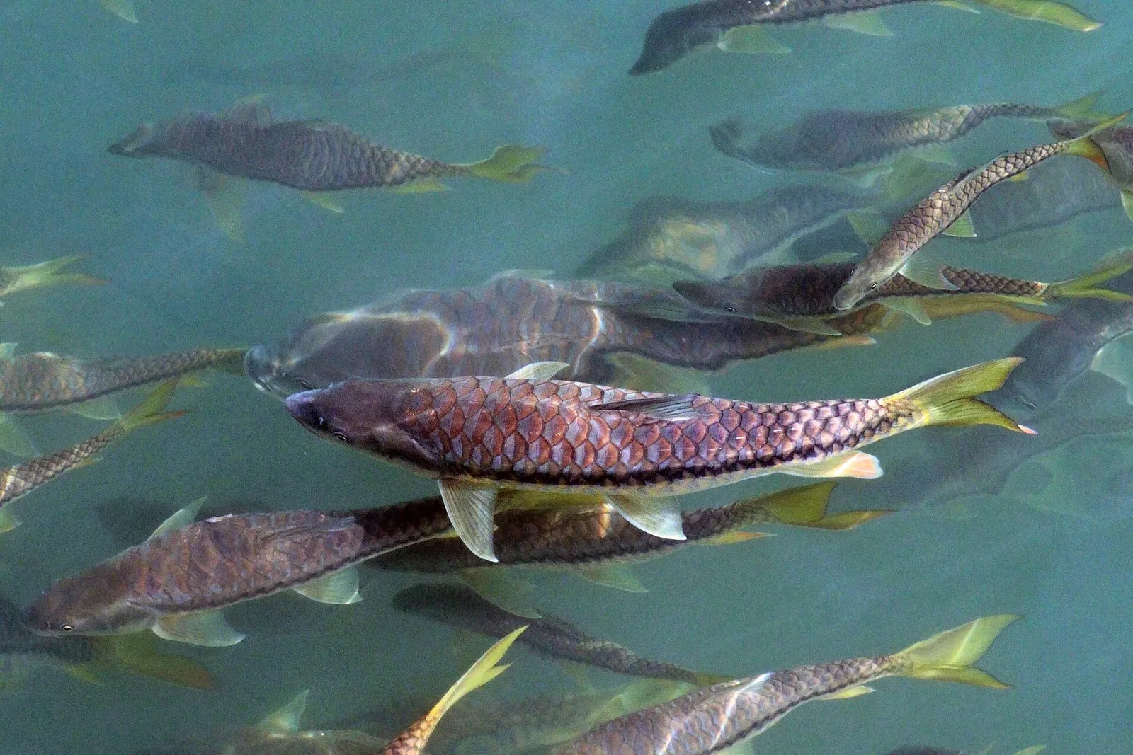 Putitor mahseer (Tor putitora)
