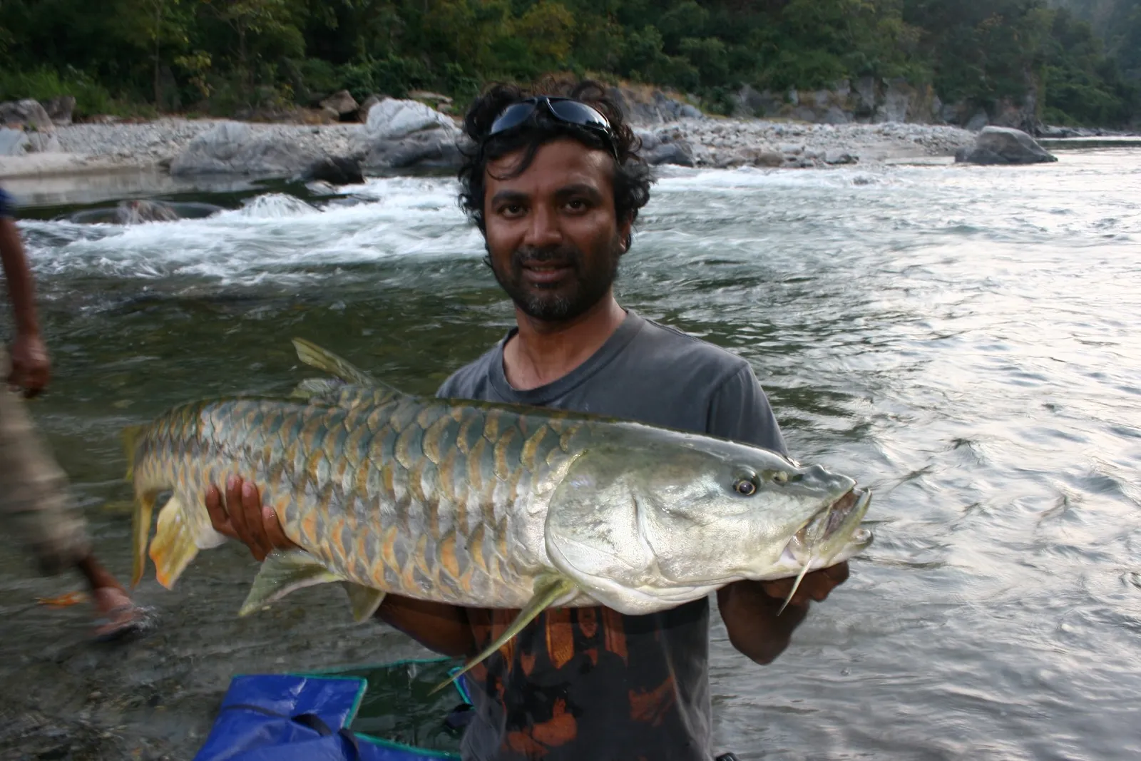 Putitor mahseer (Tor putitora)