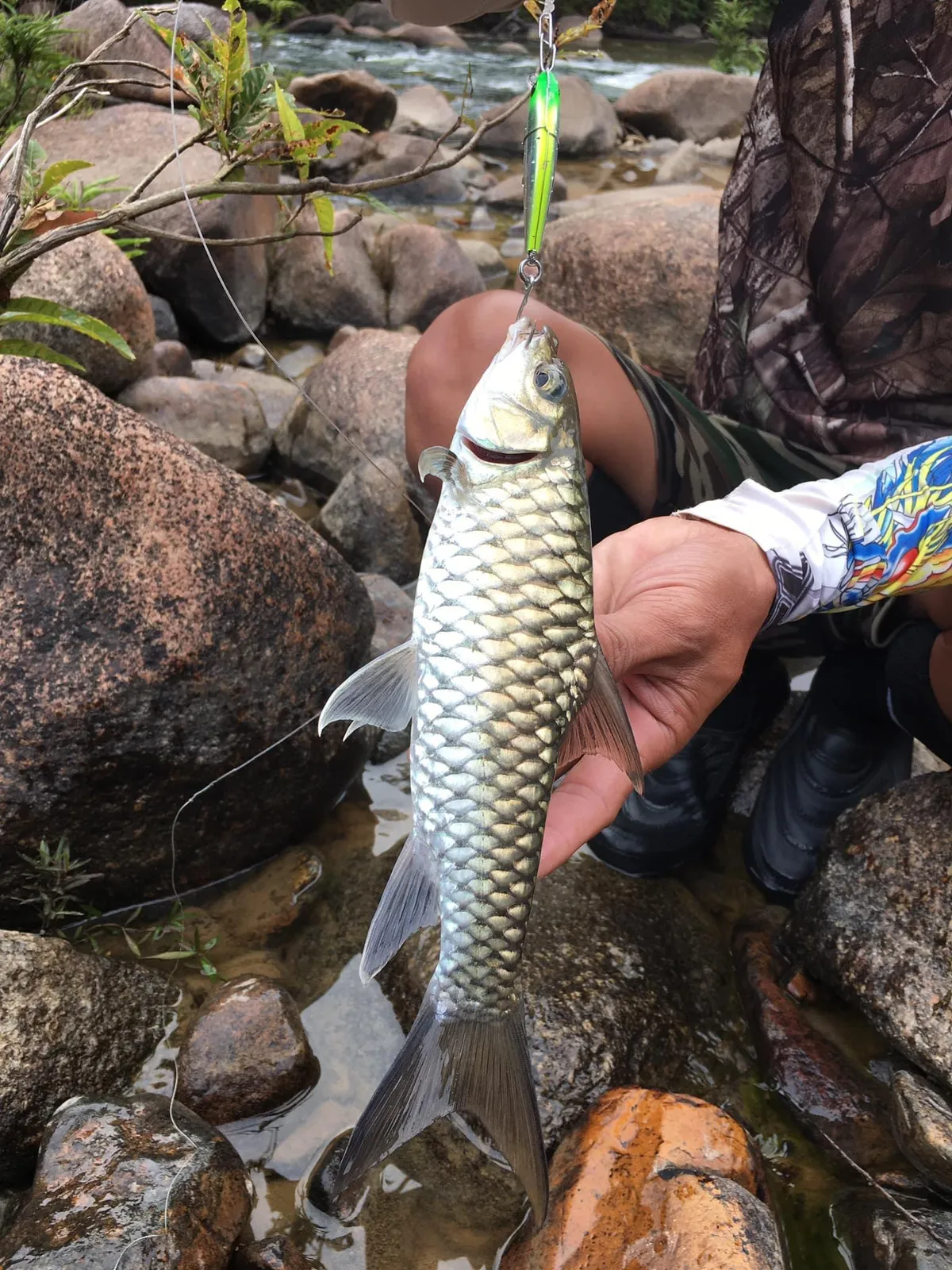 Tambra mahseer (Tor tambra)