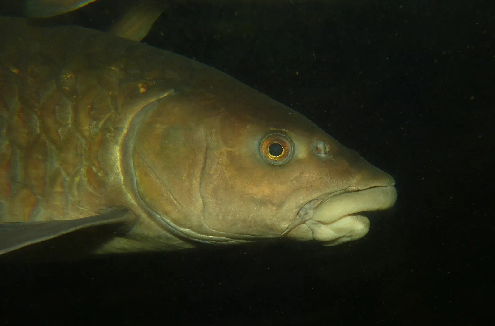 Thai mahseer (Tor tambroides)