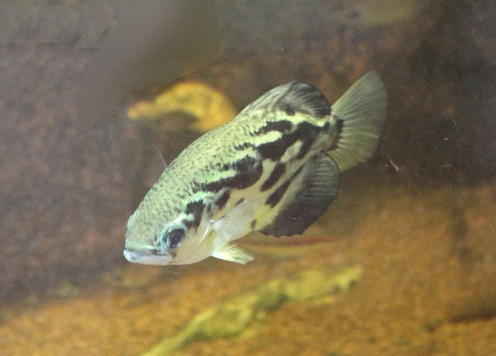 Blyth's archerfish (Toxotes blythii)