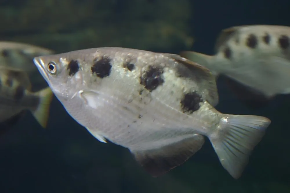 Spotted archerfish (Toxotes chatareus)