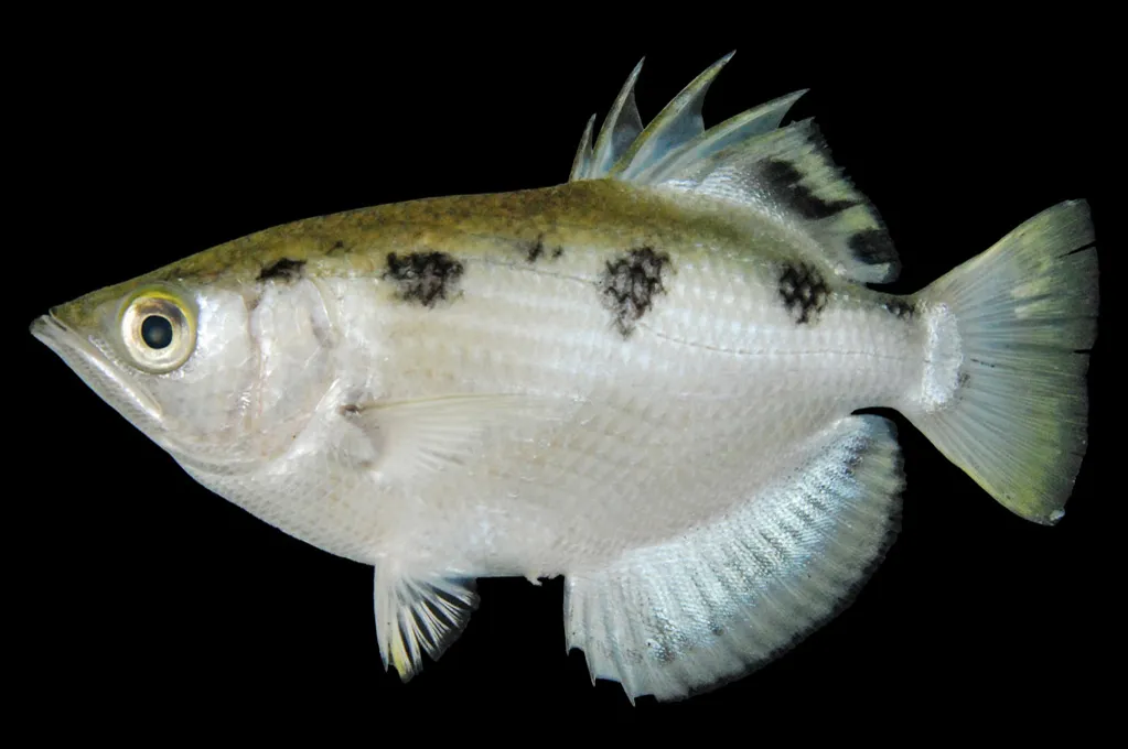 Spotted archerfish (Toxotes chatareus)