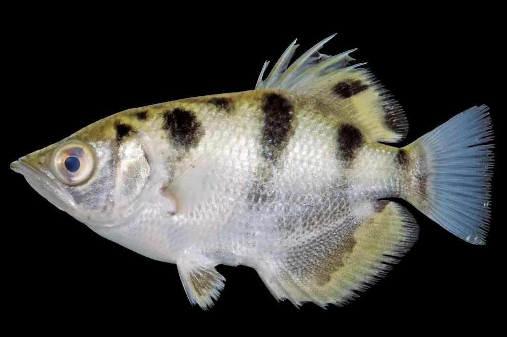 Spotted archerfish (Toxotes chatareus)