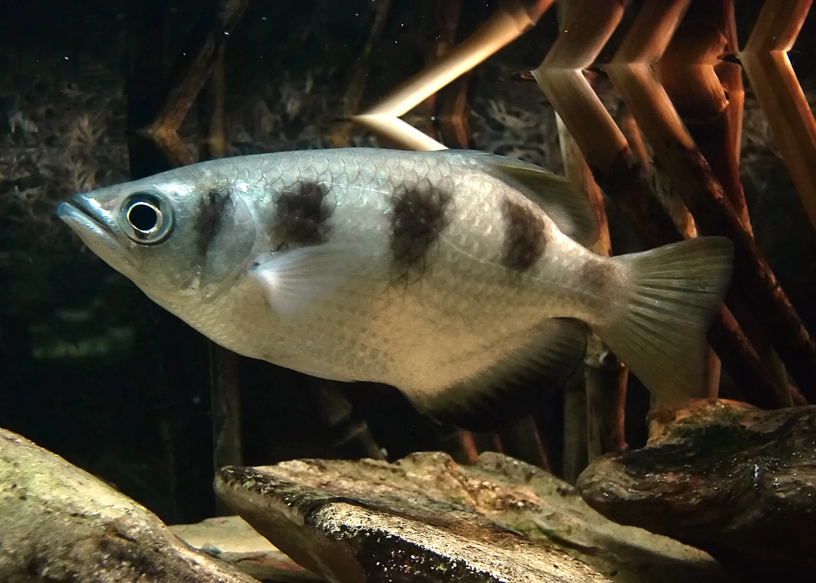Banded archerfish (Toxotes jaculatrix)
