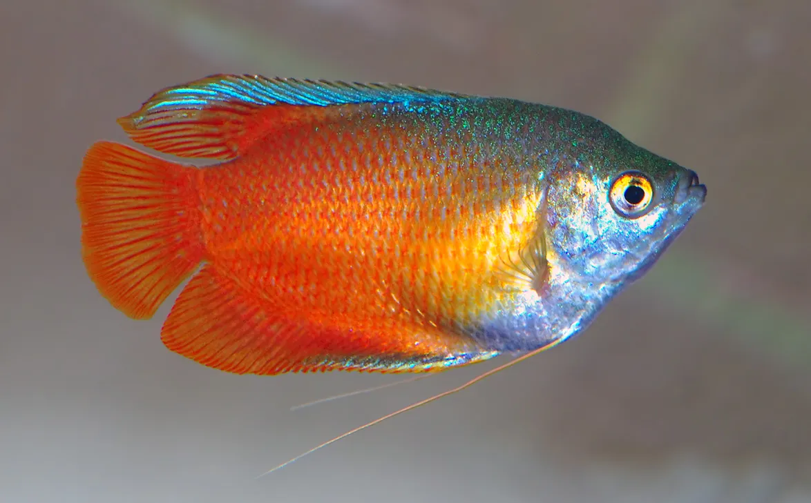 Dwarf gourami (Trichogaster fasciata)