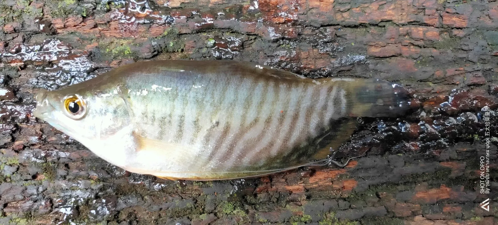 Snakeskin gourami (Trichopodus pectoralis)