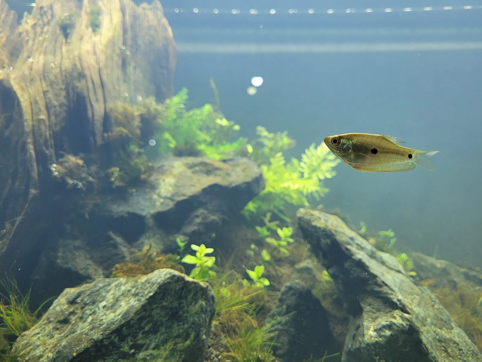 Three-spot gourami (Trichopodus trichopterus)