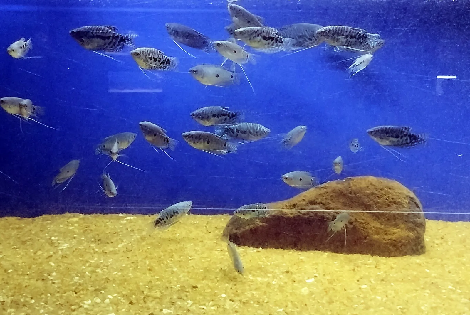 Three-spot gourami (Trichopodus trichopterus)