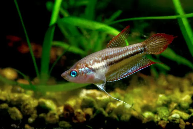 Three-stripe gourami (Trichopsis schalleri)