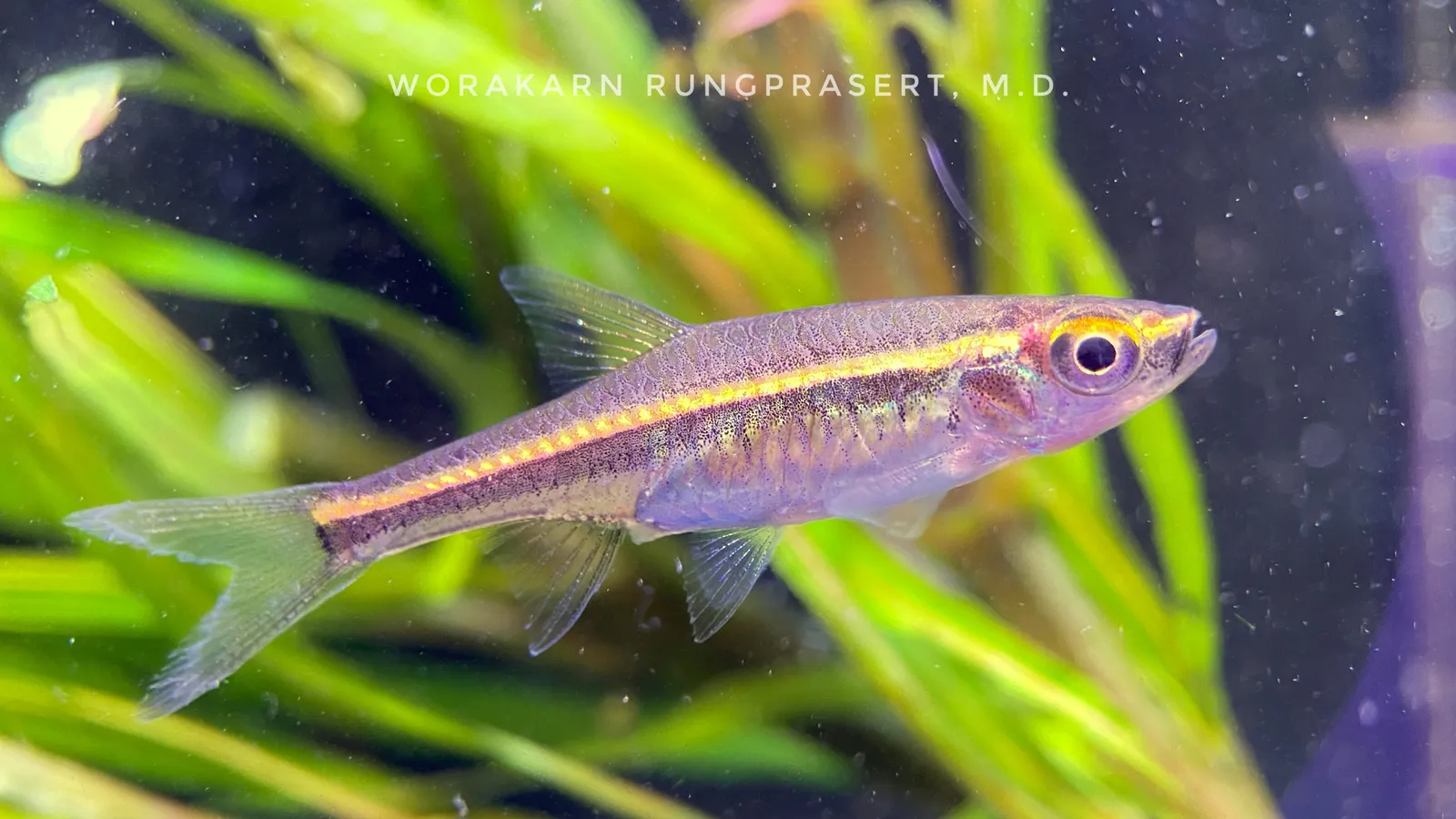 Redstripe rasbora (Trigonopoma pauciperforatum)