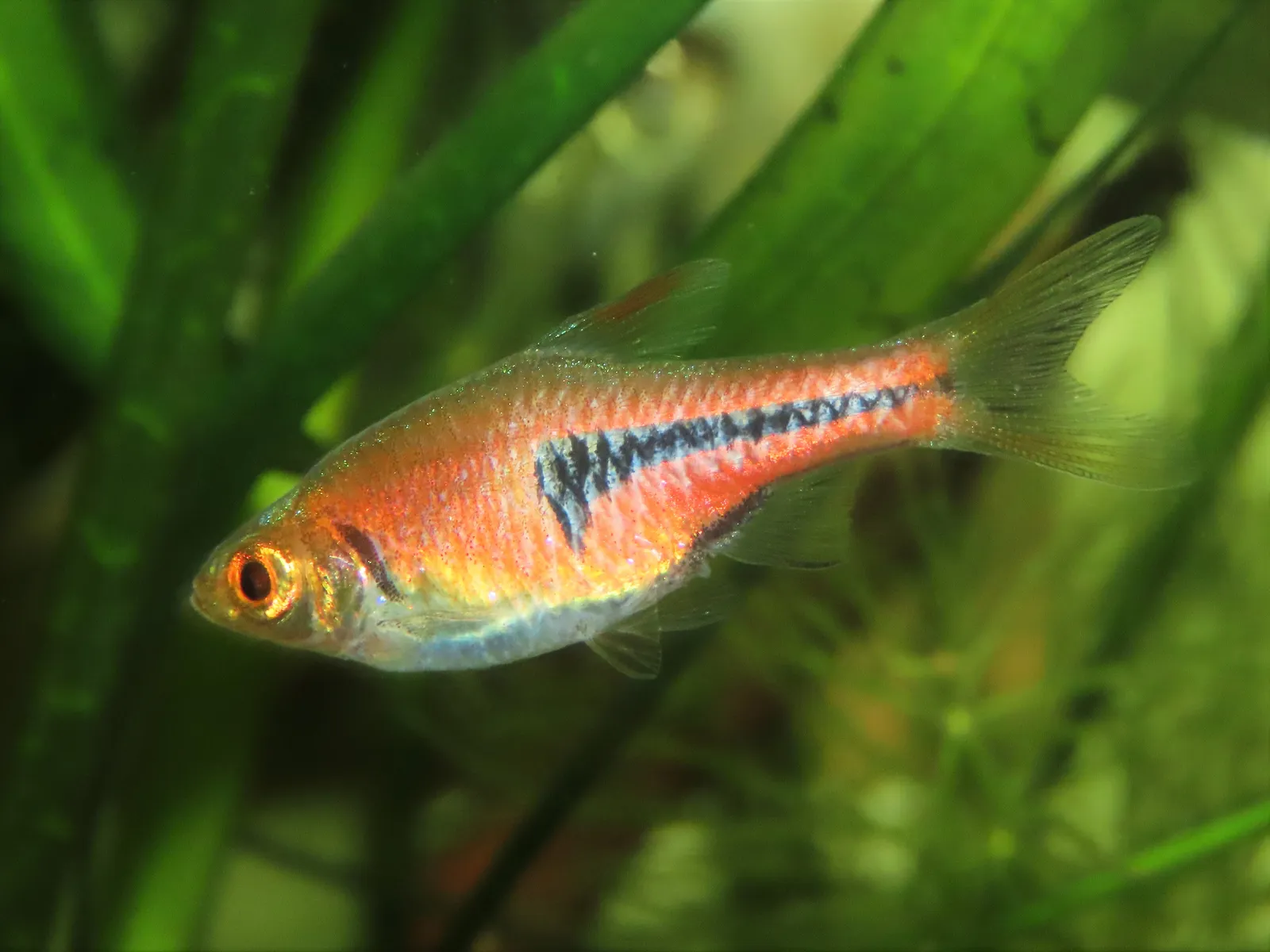 Lambchop rasbora (Trigonostigma espei)