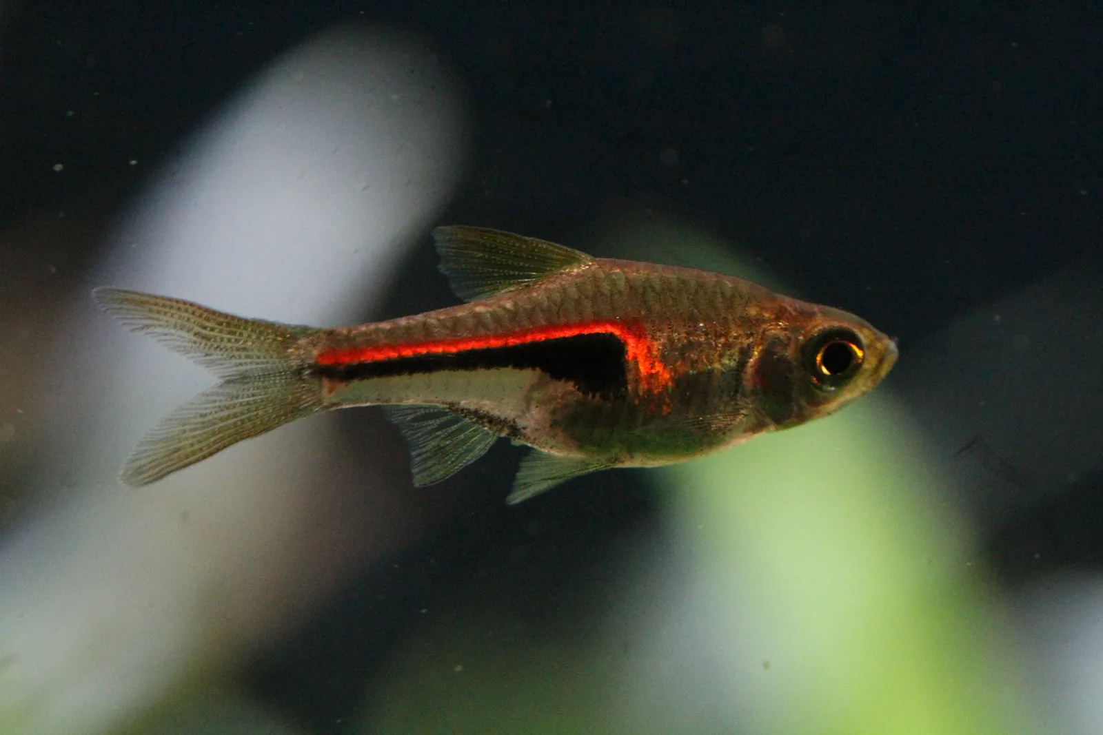 Glowlight rasbora (Trigonostigma hengeli)