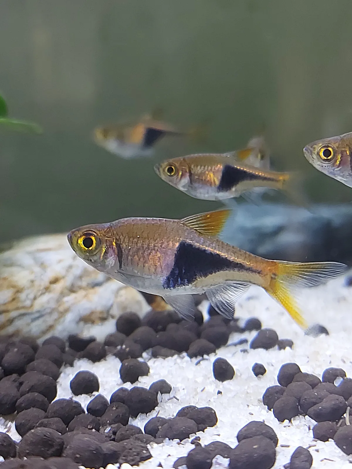 Harlequin rasbora (Trigonostigma heteromorpha)