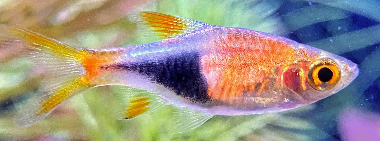 Trigonostigma truncata