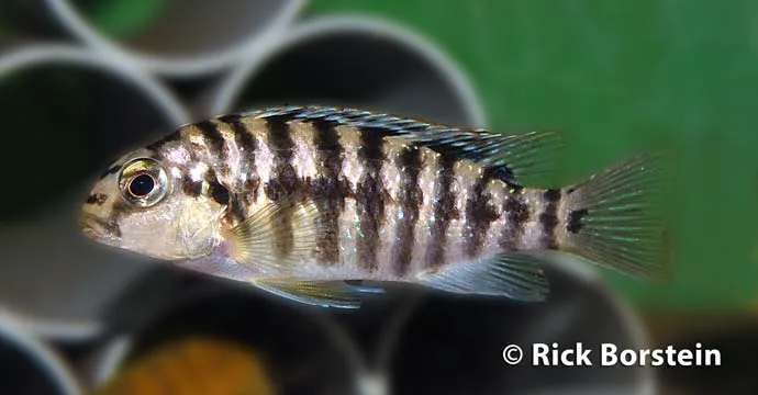 Tropheops sp Olive Tiger Female