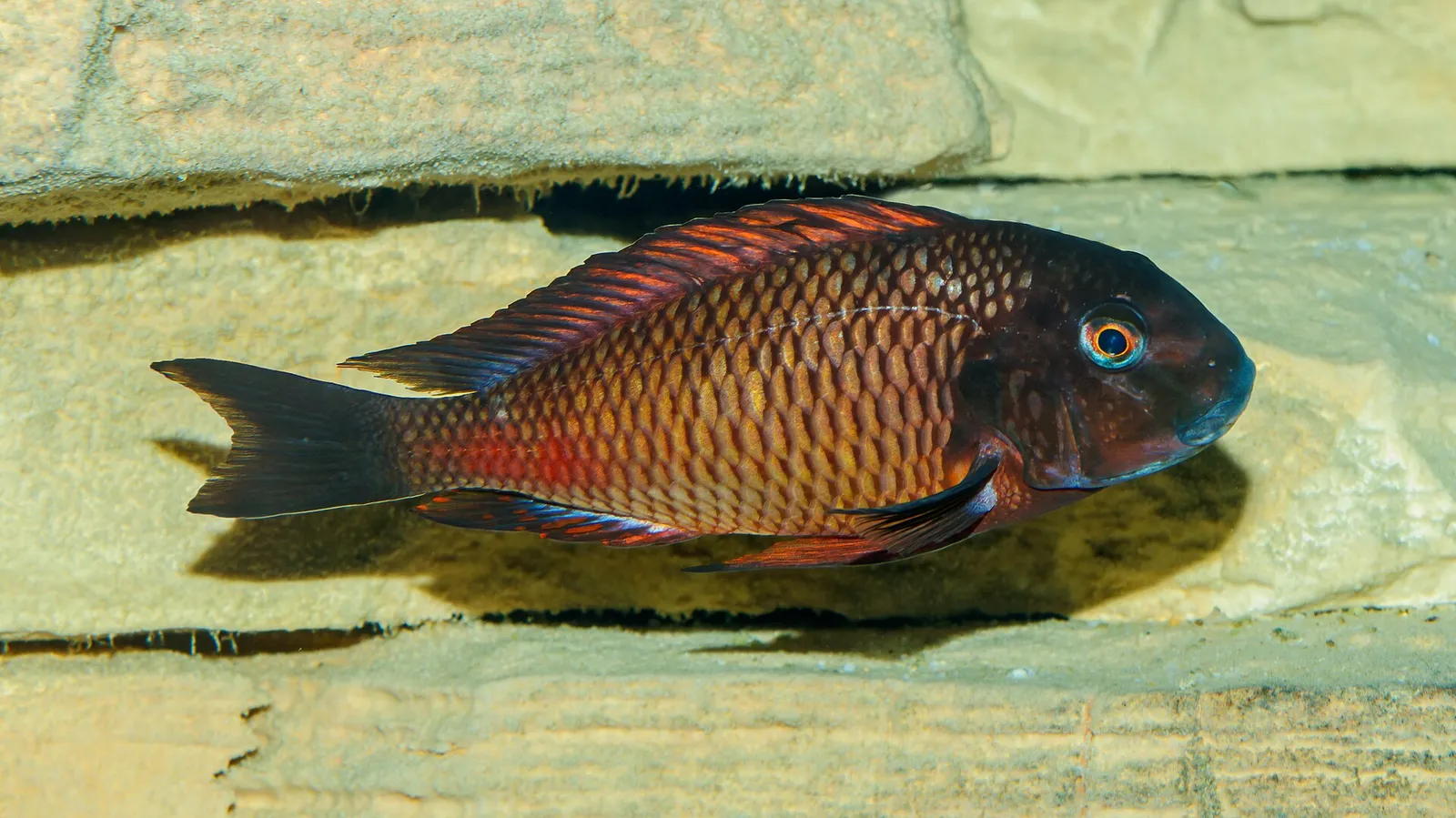 Blunthead cichlid (Tropheus moorii)