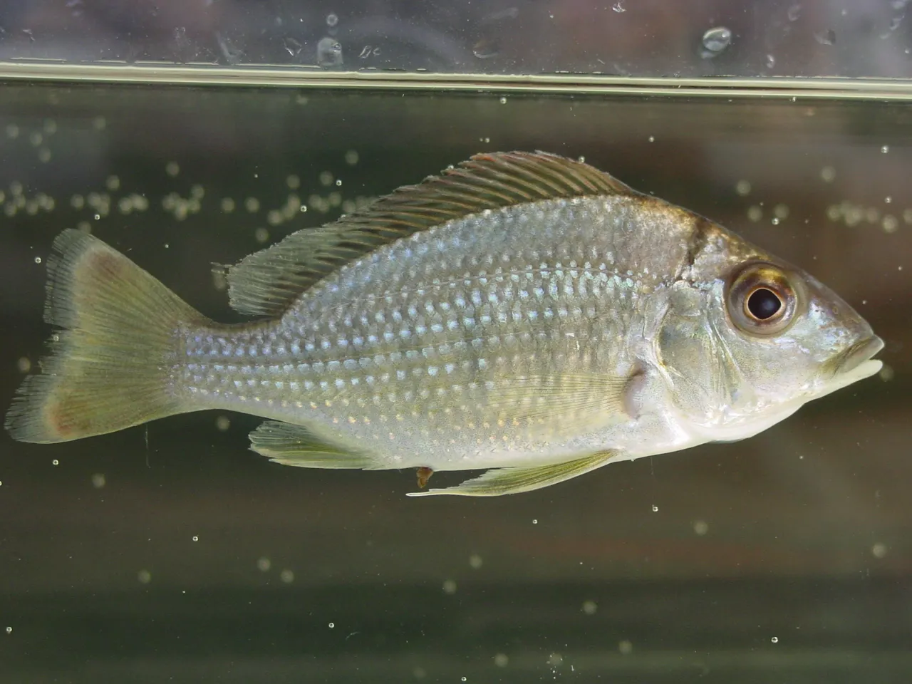 Tylochromis lateralis
