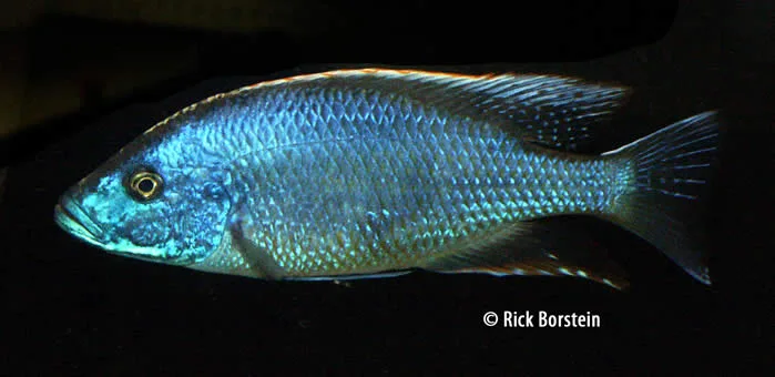 Tyranochromis nigriventer Male