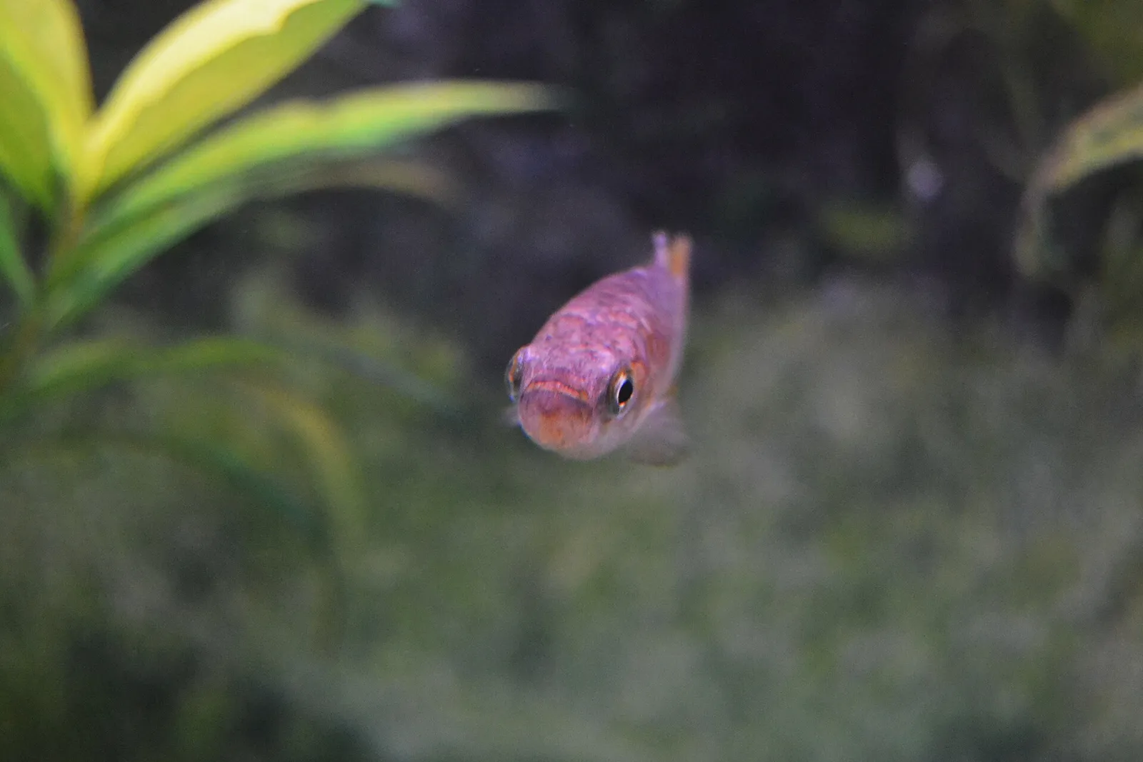 Spanish toothcarp (Valencia hispanica)