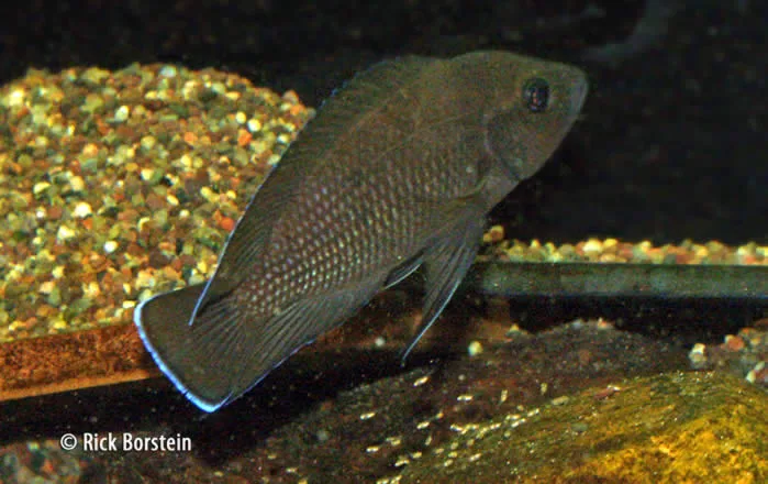 Variabilochromis moorii