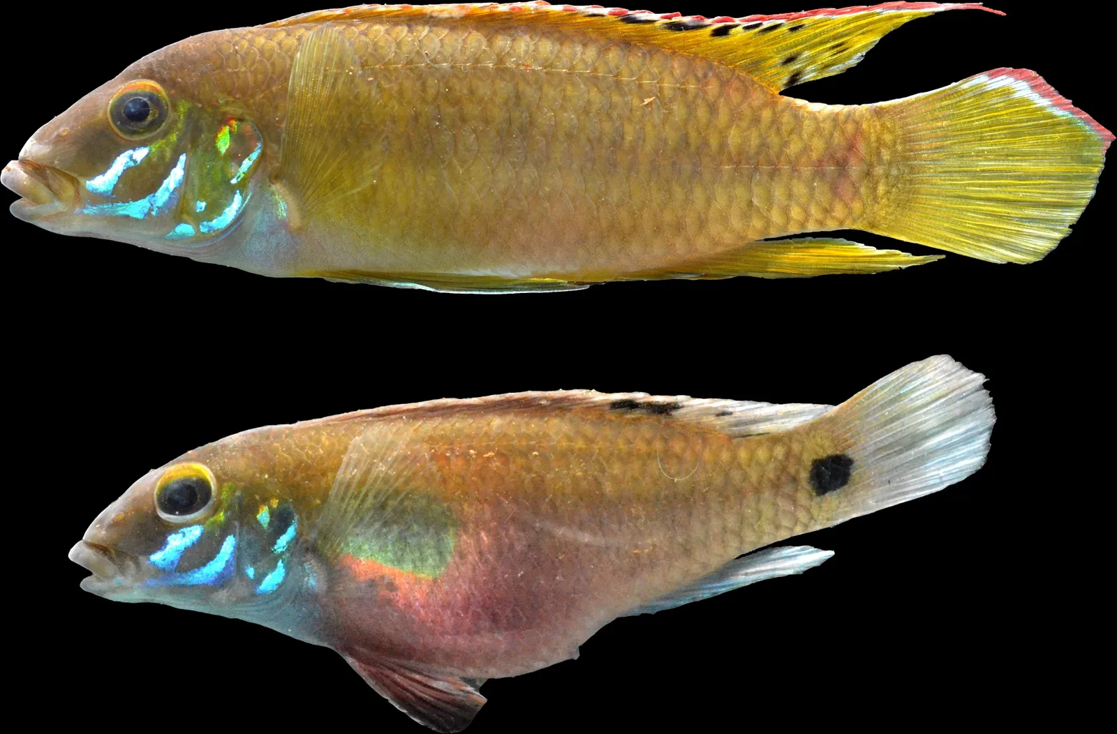 Wallaceochromis humilis